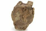 Bargain, Hadrosaur (Edmontosaurus) Vertebra - Wyoming #229731-2